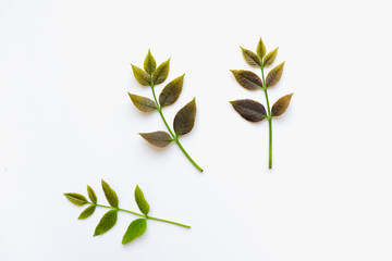Green leaves on white background. Leaves on a white background. 