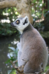 lemur on a tree
