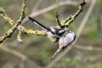 A pair of long tailed tits feeding on a branch