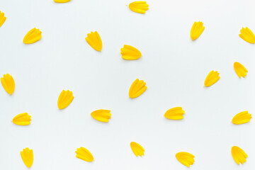 yellow petals on a white background, colored background, texture of petals 