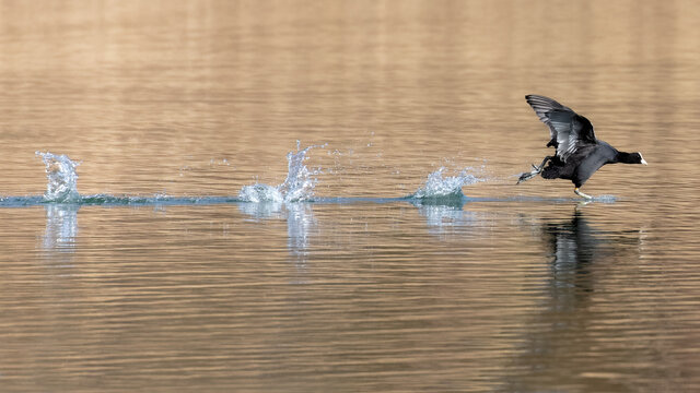  A eurasian coot running across the water