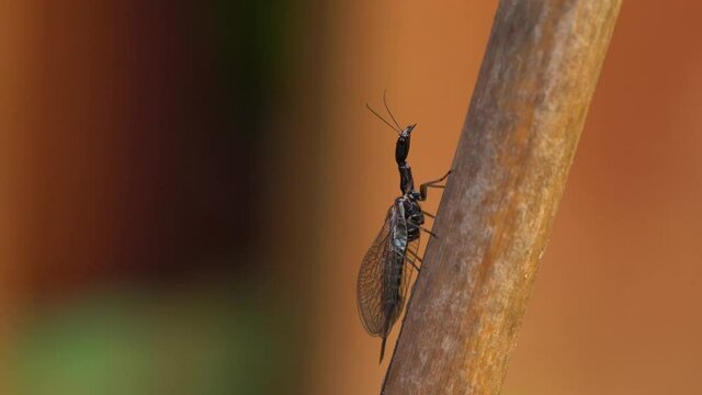 Snakefly, predatory insect from order Raphidioptera.The relict species are considered living fossils due to close resemblance to species from the early Jurassic period. Macro, dolly right.