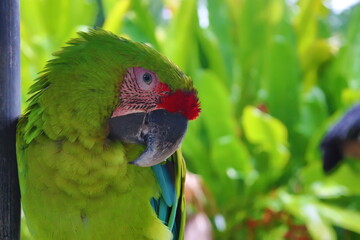 green parrot photography
