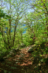 The woods and nature of Valtellina on a spring day in the Italian Alps, near the town of Novate Mezzola, Italy - May 2021