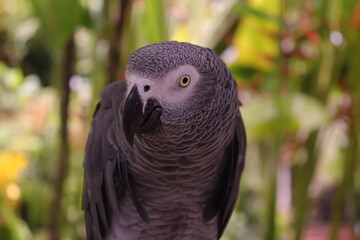portrait of a parrot