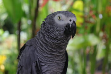 Fototapeta premium black and white parrot