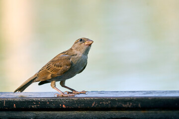 pájaro 2