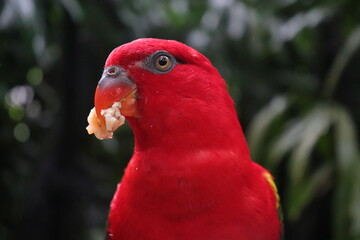 red parrot portrait