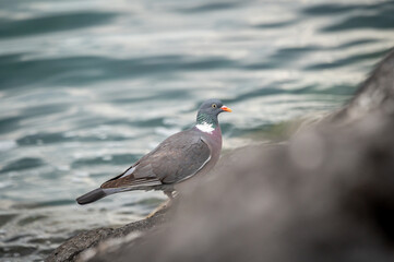 One pigeon beside water. Lake Geneva, Lausanne, Switzerland.