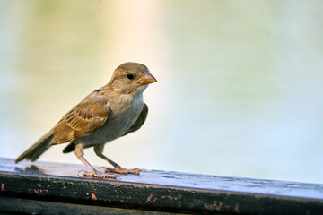 pajaro1