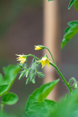 Tomato flowers 