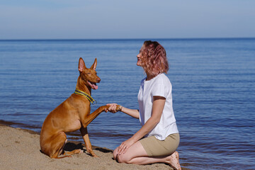 The pharaoh breed greyhound dog with the female owner plays and walks in nature. Seaside. Daytime...
