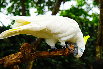 portrait of a white parrot