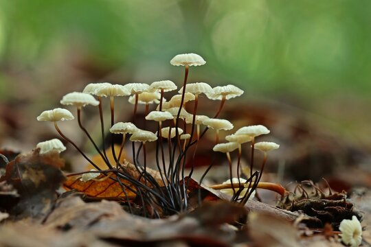Halsband-Schwindling (Marasmius rotula)