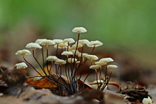 Halsband-Schwindling (Marasmius rotula)
