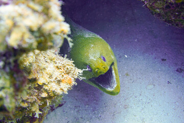 A large green moray eel with open mouth in the Caribbean sea of Curacao island.
