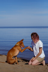 The pharaoh breed greyhound dog with the female owner plays and walks in nature. Seaside. Daytime blue sky. Friendship between animal and human.