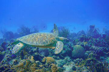 Beautiful green turtle swimming in the blue waters of the Caribbean sea in Curacao.