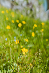 Spring among the meadows and mountains of Val Masino near the village of Morbegno, Valtellina, Italy - May 2021