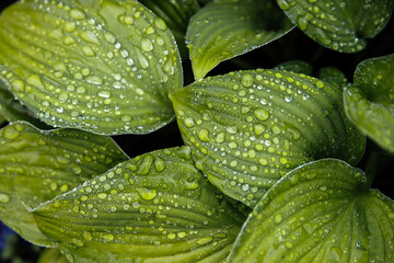 raindrops on big green leaves close up