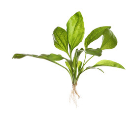 Broadleaf plantain on white background. Medicinal herb