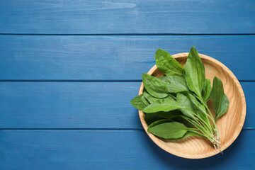 Broadleaf plantain leaves on blue wooden table, top view. Space for text