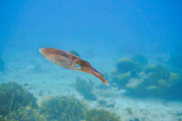 Fototapeta premium Beautiful squid swimming in the blue waters of the Caribbean sea of Curacao island