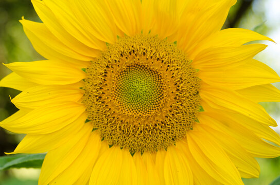 sunflower grown in the garden. Natural light outdoor picture. Greeting card.
