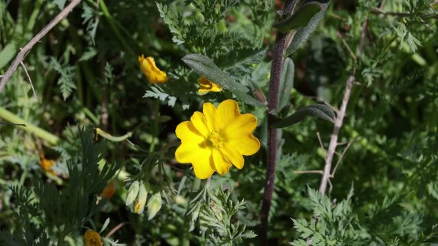 the flower of Hypecoum imberbe, a plant of the Papaveraceae family in its natural environment