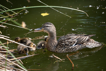 Duck Mother With Baby Birds In Lake