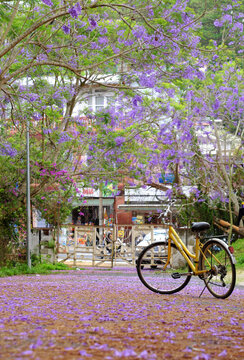 violet phoenix with flower fall on way, yellow bicycle  under flamboyant tree