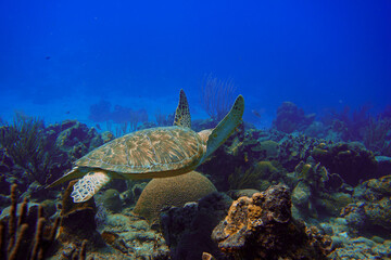Beautiful green turtle swimming in the blue waters of the Caribbean sea in Curacao.
