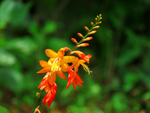Coppertips, Crocosmia, also known as montbretia, is a small genus of flowering plants