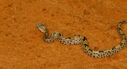 Russell's Viper, venomous snake Russell's Viper.