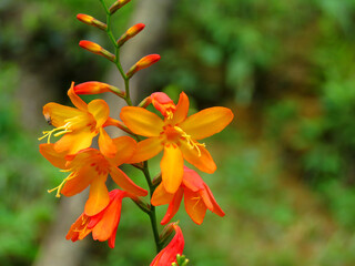 Coppertips, Crocosmia, also known as montbretia, is a small genus of flowering plants