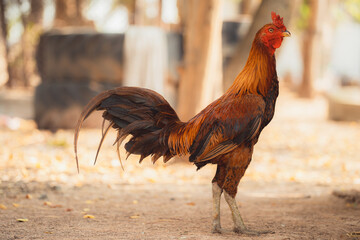 Beautiful animal male rooster with colourfiul feather standing in side view on ground, cock and hen...