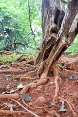 tree in tropical forest