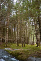 Fototapeta premium The woods and nature of Valtellina on a spring day in the Italian Alps, near the town of Novate Mezzola, Italy - May 2021