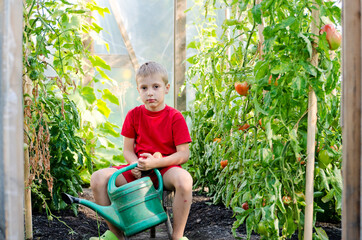 Little boy harvests tomatoes in greenhouse. Season of ripening vegetables in green houses.