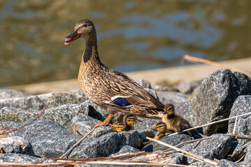 Glückstadt, Germany. Duck with chicks at the harbor.