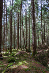 Fototapeta premium The woods and nature of Valtellina on a spring day in the Italian Alps, near the town of Novate Mezzola, Italy - May 2021