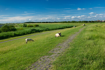 Glückstadt, Germany. The dike with sheep.