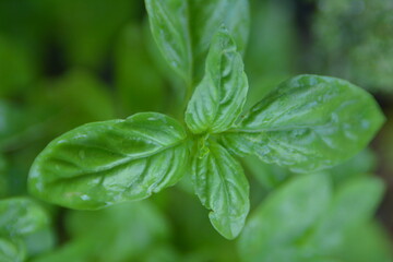 Fresh green basil leaves close-up of aromatic plant