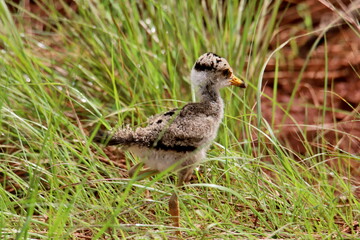 senegalese lapwing chick in the grass