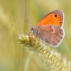 Small heath butterfly (Coenonympha pamphilus) in grass environment. Cool summer image for wallpaper.