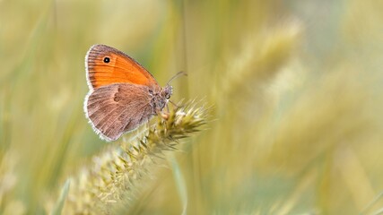 Small heath butterfly (Coenonympha pamphilus) in grass environment. Cool summer image for wallpaper.