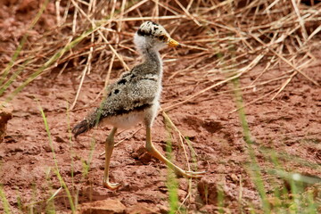 senegalese lapwing chick