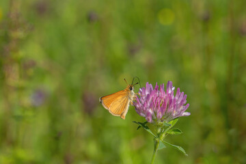 Essex skipper butterfly (Thymelicus lineola) on a red clover blossom.