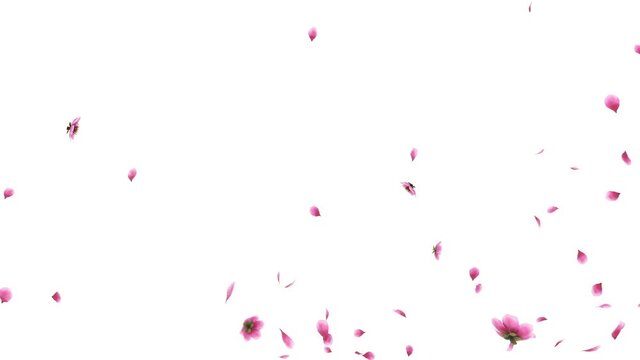 3D animation of a pink cherry sakura flower petals flow with alpha layer