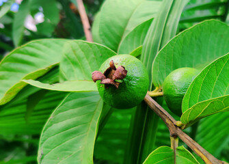 growing green guava on the tree. raw guava fruit.
